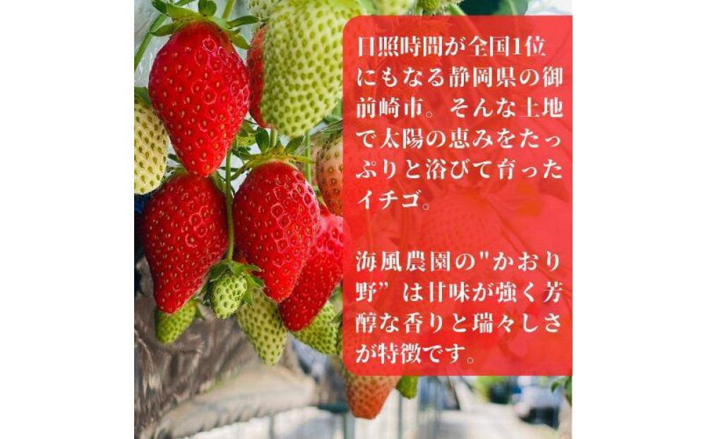 【訳あり】《限定3月発送》  朝採り同日出荷 イチゴ　御前崎産かおり野　訳あり徳用 1.3kg｜フルーツ 果物 くだもの 果実 おやつ デザート 静岡