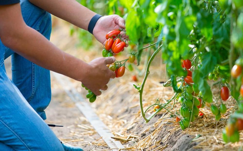 【先行受付 2025年12月発送】トマトが苦手な子でも食べれちゃう！高糖度 完熟フルーツトマトとミニトマトの食べくらべセット　1.2kg こだわりの減農薬  糖度8～13度 リピーター多数 大容量 コスパ 新鮮  人にも地球にも優しいトマト