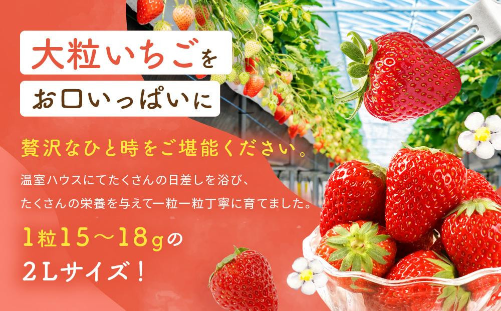 【2026年出荷の先行予約】2Lサイズ　 静岡いちご「紅ほっぺ」40粒　総重量約600ｇ　【20粒（約300ｇ）×2トレイ】 数量限定　人気　リピート多数