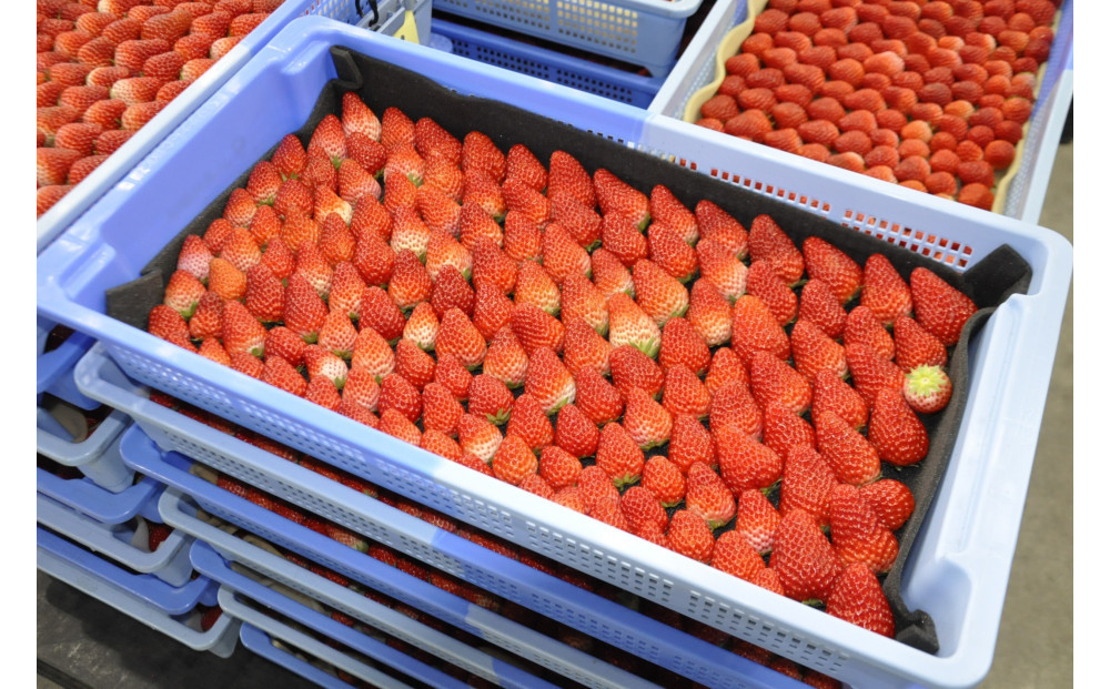 ◆先行予約　令和8年1月より順次発送◆静岡県産紅ほっぺ（約260g×2パック）JA遠州夢咲