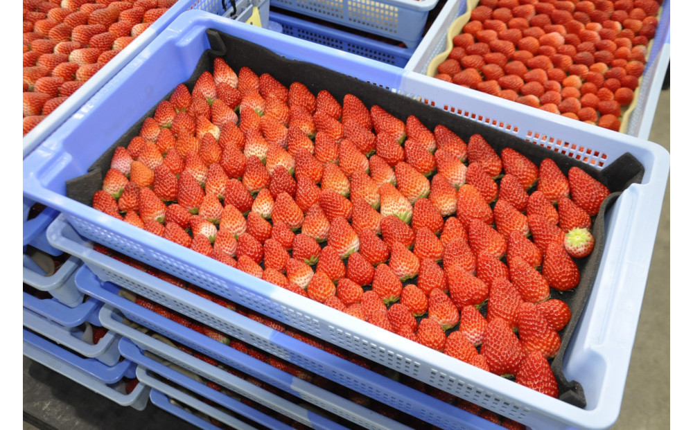 ◆先行予約　令和8年1月より順次発送◆静岡県産紅ほっぺ（約260g×4パック）JA遠州夢咲