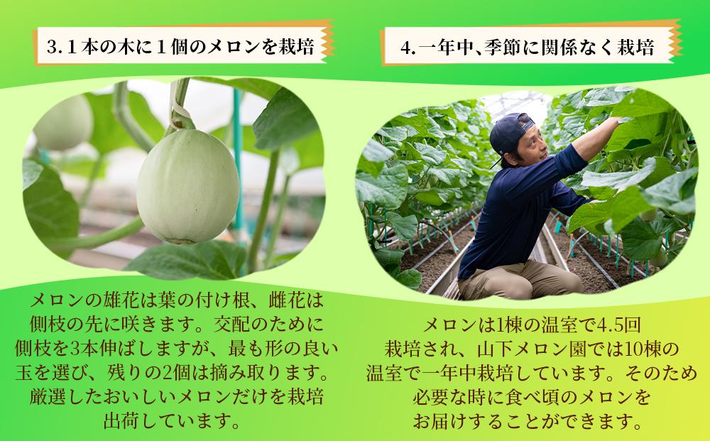 静岡温室メロン  M玉約1.4kg×2玉 最高級のマスクメロン 山下メロン園 高級果実店に仕入るほどの自信のあるメロン ギフト メロン めろん 箱詰め フルーツ 果物  産地直送 甘いメロン 糖度  青肉 高級 百貨店