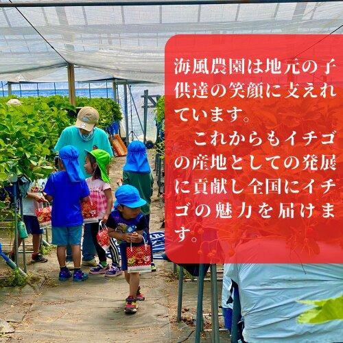 《限定4月発送》  朝採り同日出荷 イチゴ　御前崎産かおり野　訳あり徳用 1.3kg