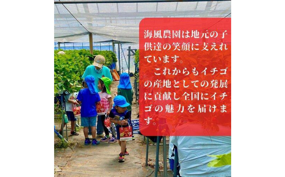 【訳あり】《限定1月発送》  朝採り同日出荷 イチゴ　御前崎産かおり野　訳あり徳用 1.3kg｜フルーツ 果物 くだもの 果実 おやつ デザート 静岡