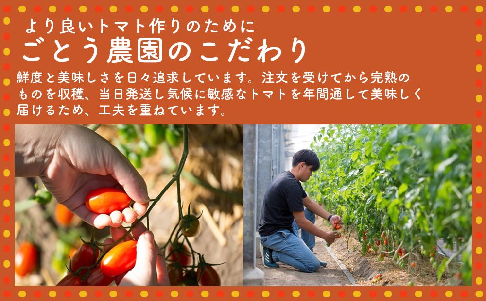 高糖度の完熟トマトを使用 510トマトビーフカレー（外箱無し・パウチ包装タイプ）4パック  訳あり 人にも環境にも優しい エコ こだわり レトルト カレー  シチュー おいしい 人気 リピート多数 非常食 保存食 長期保存 防災食 備蓄食 災害用品 災害用保存食 防災グッズ 防災用品