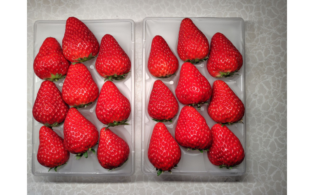 先行受付【静岡県産いちご】完熟紅ほっぺ・きらぴ香2パックセット（300g×2パック）【2026年1月下旬以降発送予定】