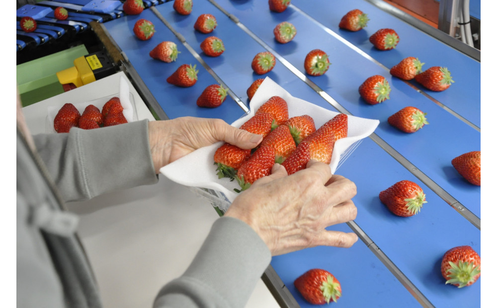 ◆先行予約　令和8年1月より順次発送◆静岡県産紅ほっぺ（約260g×4パック）JA遠州夢咲