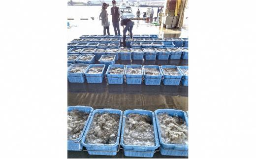 訳アリ　厳選生しらす　500g　おさしみしらす AR007