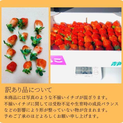 《限定4月発送》  朝採り同日出荷 イチゴ　御前崎産かおり野　訳あり徳用 1.3kg