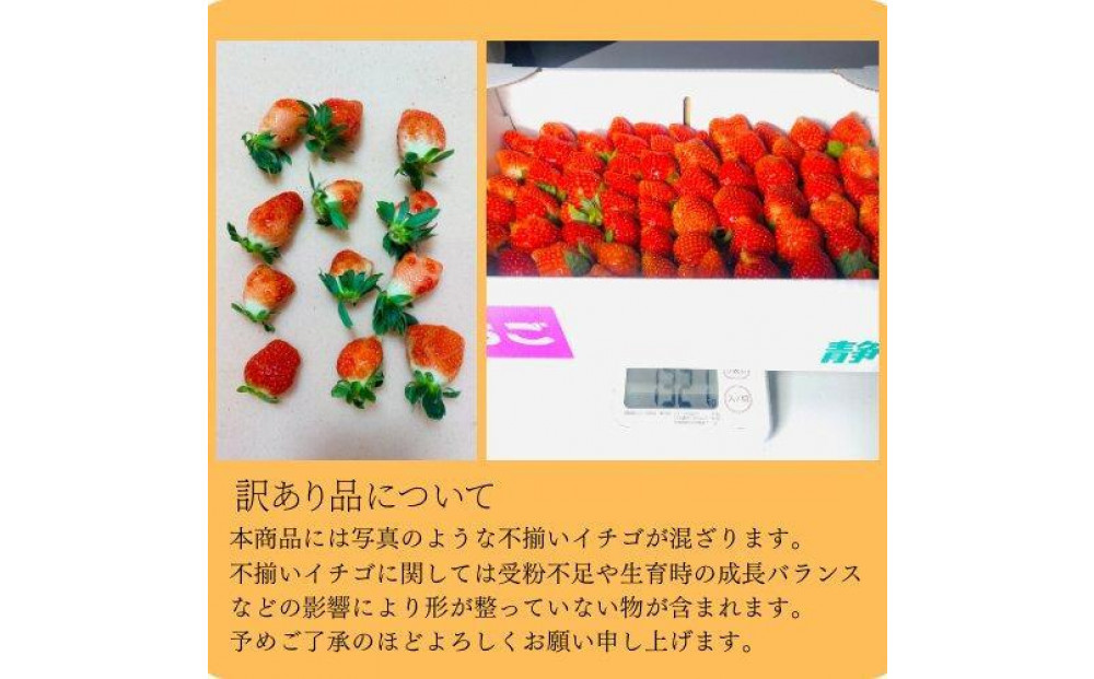 【訳あり】《限定1月発送》  朝採り同日出荷 イチゴ　御前崎産かおり野　訳あり徳用 1.3kg｜フルーツ 果物 くだもの 果実 おやつ デザート 静岡
