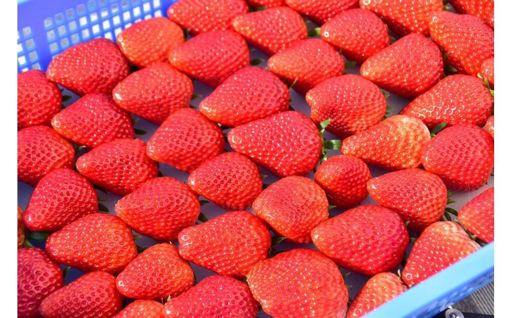 先行受付【静岡県産いちご】完熟紅ほっぺ2パックセット（300g×2パック）【2026年1月下旬以降発送予定】