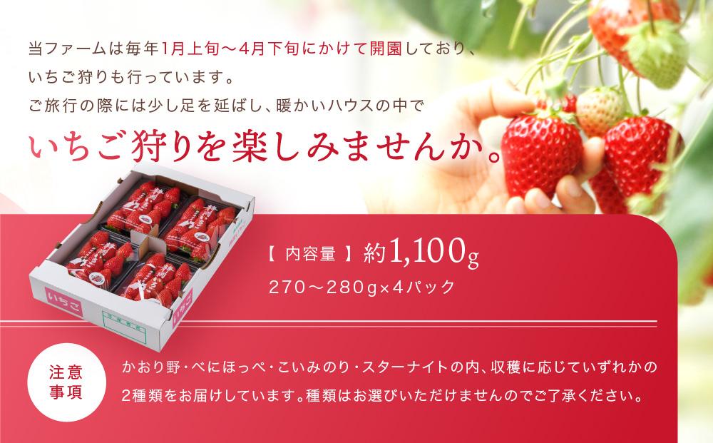 【2026年度 先行予約】 農家直送！静岡いちご　DX　糖度13～14度　1100g 程度（270～280g×4パック）甘くて地元大人気！やみつきリピーター多数　御前崎産　数量限定