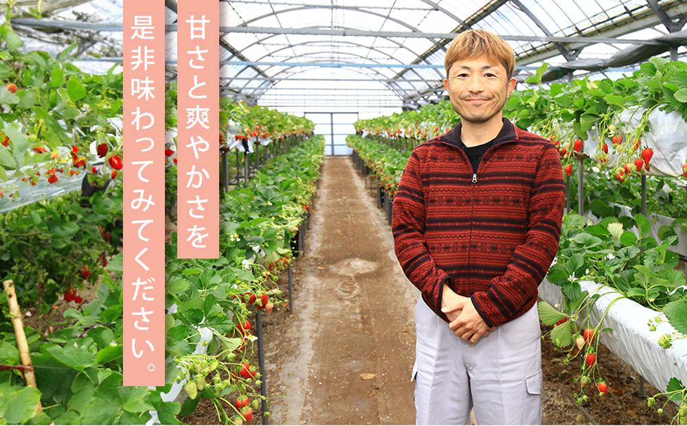 先行受付【2026年2月中旬以降発送予定】「かおりの」大粒　満足セット 約1kg　農家直送！　数量限定