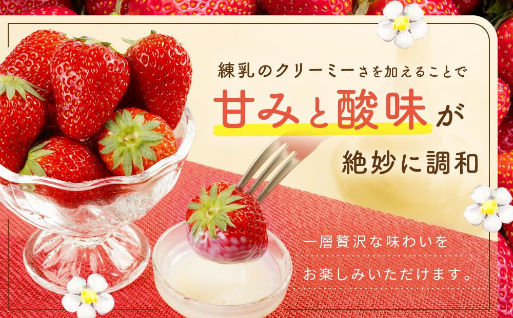 【2026年出荷の先行予約】2Lサイズ　 静岡いちご「紅ほっぺ」40粒　総重量約600ｇ　【20粒（約300ｇ）×2トレイ】 数量限定　人気　リピート多数