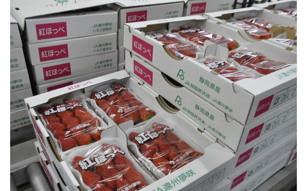 ◆先行予約　令和8年1月より順次発送◆静岡県産紅ほっぺ（約260g×2パック）JA遠州夢咲