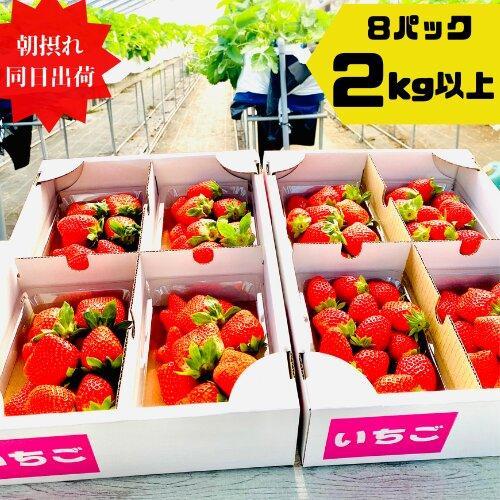 【先行予約】《限定3月発送》  朝採り同日出荷 イチゴ　御前崎産かおり野　2kg(250g×8パック)