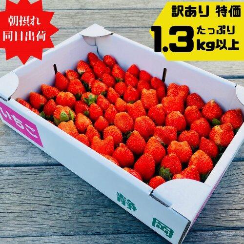 《限定4月発送》  朝採り同日出荷 イチゴ　御前崎産かおり野　訳あり徳用 1.3kg