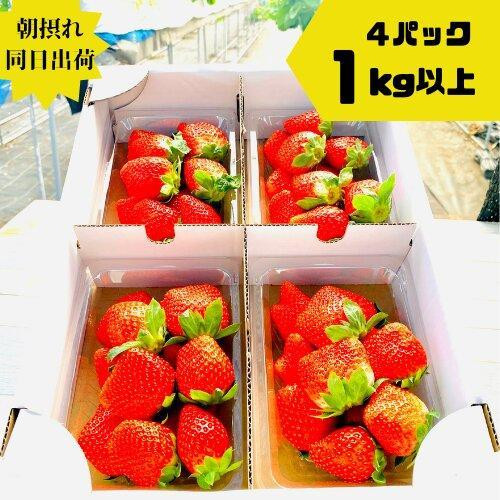 《限定2月発送》朝採り同日出荷 イチゴ　御前崎産かおり野　1kg(250g×4パック)