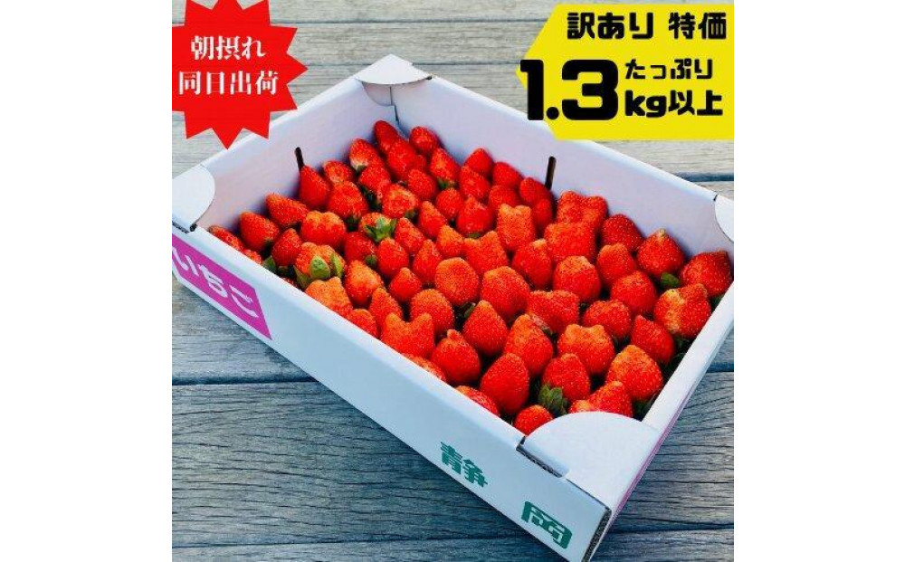 【訳あり】《限定1月発送》  朝採り同日出荷 イチゴ　御前崎産かおり野　訳あり徳用 1.3kg｜フルーツ 果物 くだもの 果実 おやつ デザート 静岡