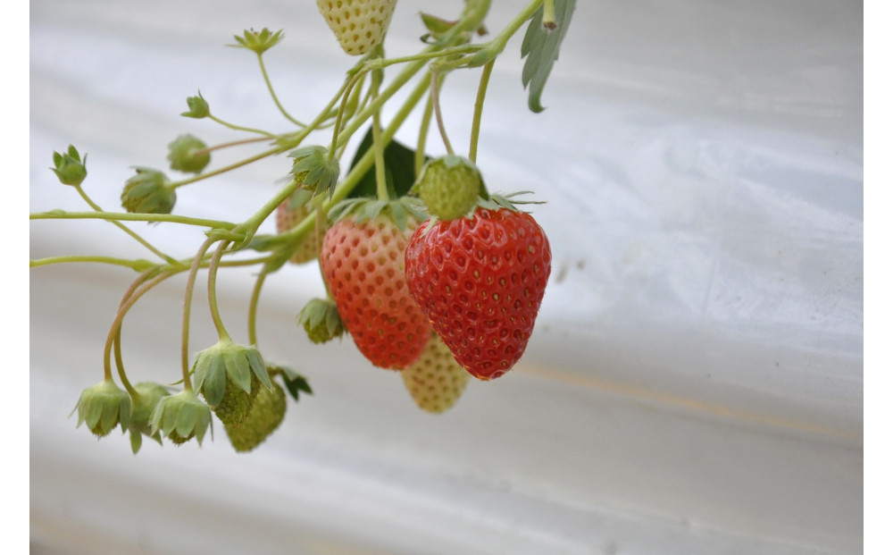 ◆先行予約　令和8年1月より順次発送◆静岡県産紅ほっぺ（約260g×2パック）JA遠州夢咲