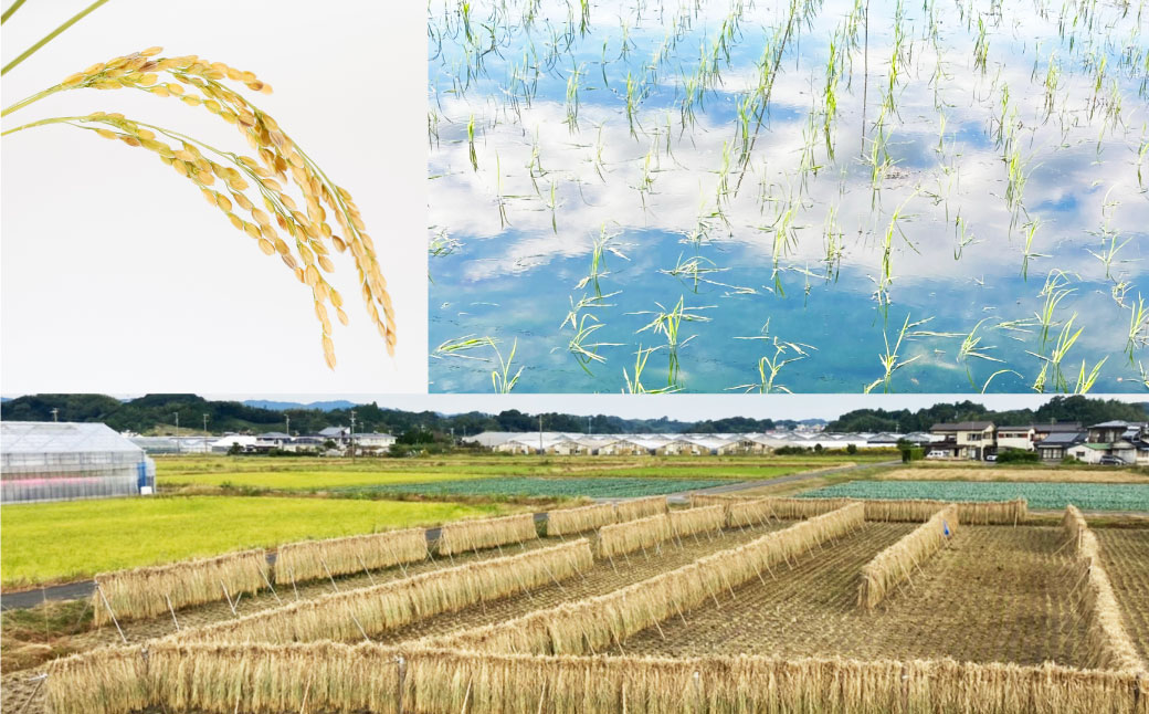 自然栽培米 純米酒 『 穂の穂 』 1.8L ×2本 合計 3.6L  お酒 日本酒 酒 地酒 静岡