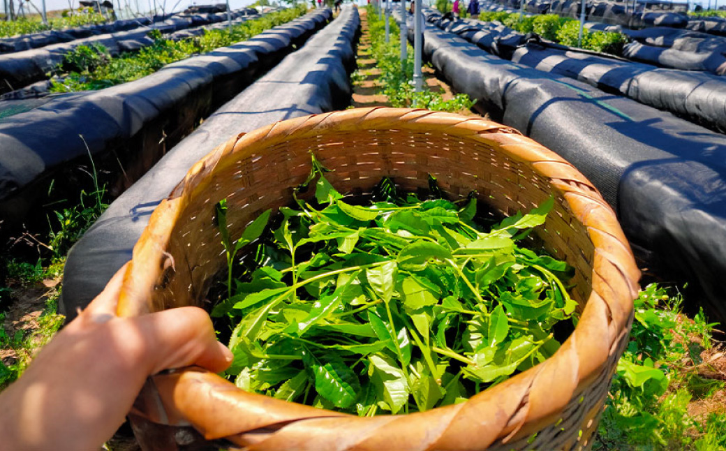 こだわりの お茶 コーヒー 紅茶 6種セット ティーバッグ ドリップコーヒー  飲み比べ 緑茶 静岡 深蒸し茶 焙煎 珈琲