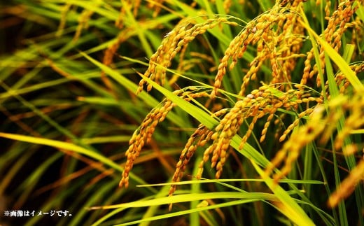 静岡県産コシヒカリ