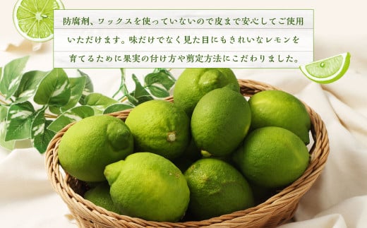 国産グリーンレモン 3kg【2026年10月上旬-11月下旬まで順次発送予定】｜ フルーツ 果物 柑橘 グリーンレモン レモン れもん 檸檬 国産 静岡県 菊川市