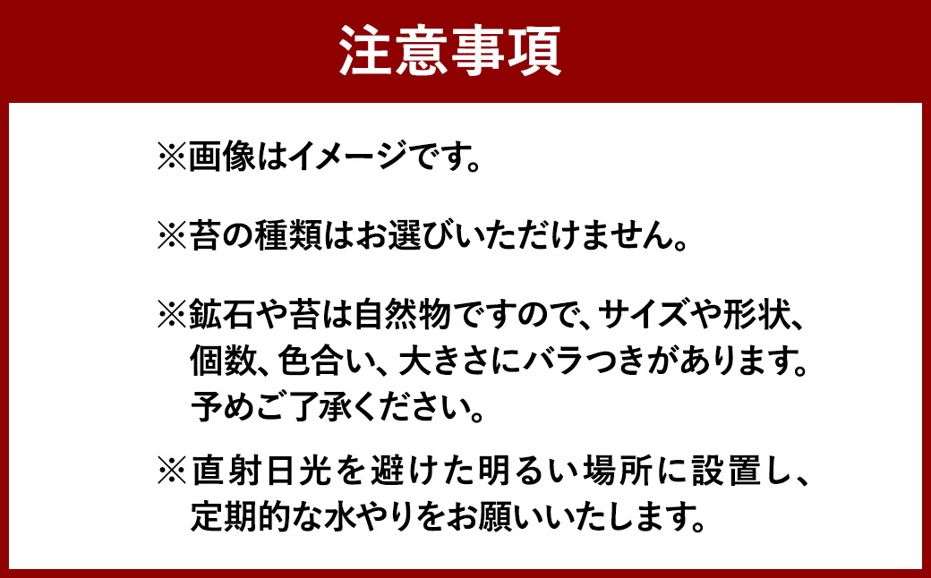 【手づくりキット】 丸型グラス 苔テラリウム 【インテリア】 説明書 付き 植物 テラリウム 苔テラリウム 苔 こけ コケ 手作り ハンドメイド セット