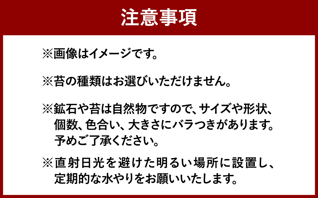 【手づくりキット】 ミニ庭園 苔テラリウム 【インテリア】 説明書 付き 植物 テラリウム 苔テラリウム 苔 こけ コケ 手作り ハンドメイド セット