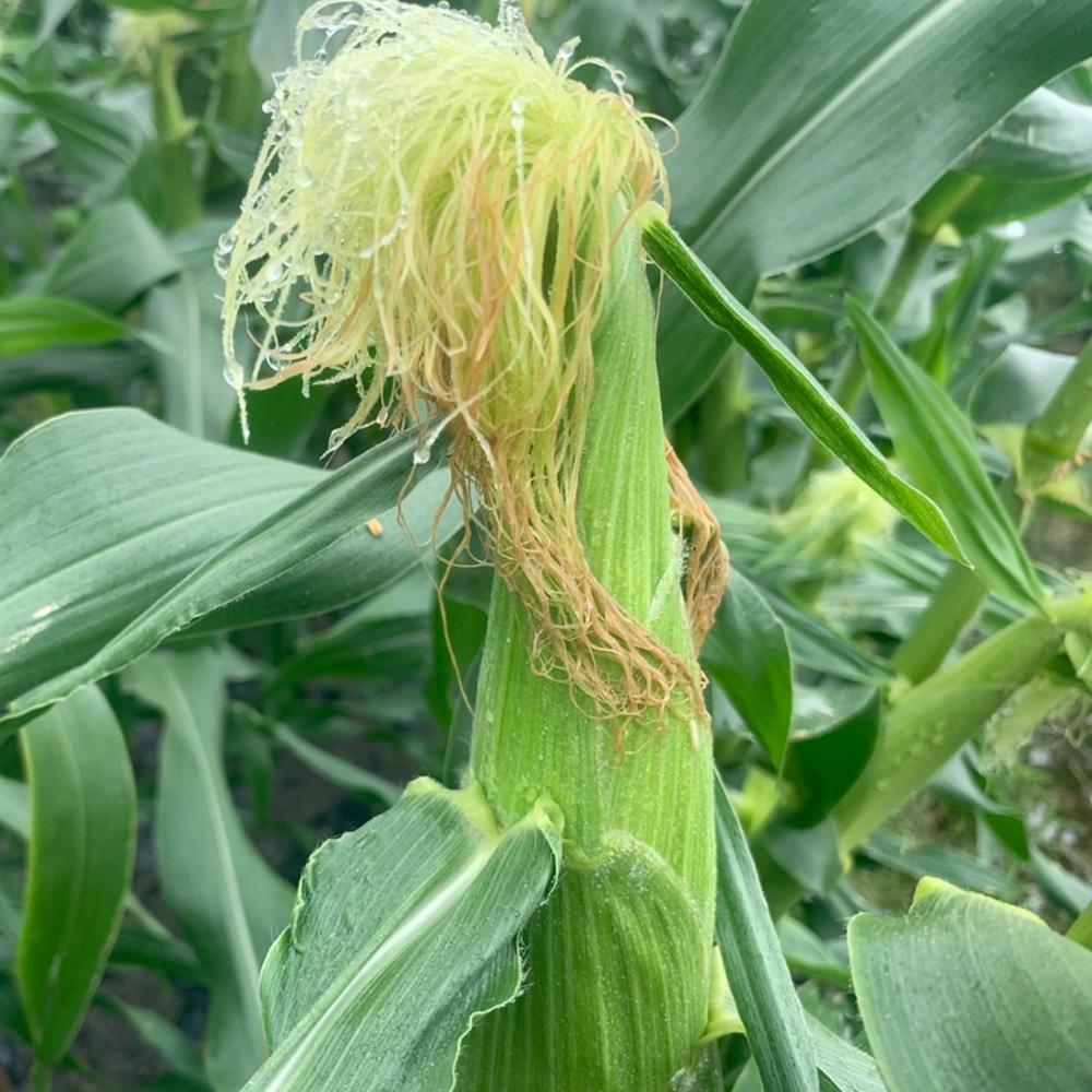 朝どれ とうもろこし 10本～12本 【2024年6月上旬～6月下旬発送予定】 野菜 トウモロコシ もろこし スイートコーン 甘々娘 甘太郎 ドルチェドリーム 旬 旬の野菜 旬の食材 朝採り 朝採れ 新鮮 おやつ おつまみ 静岡