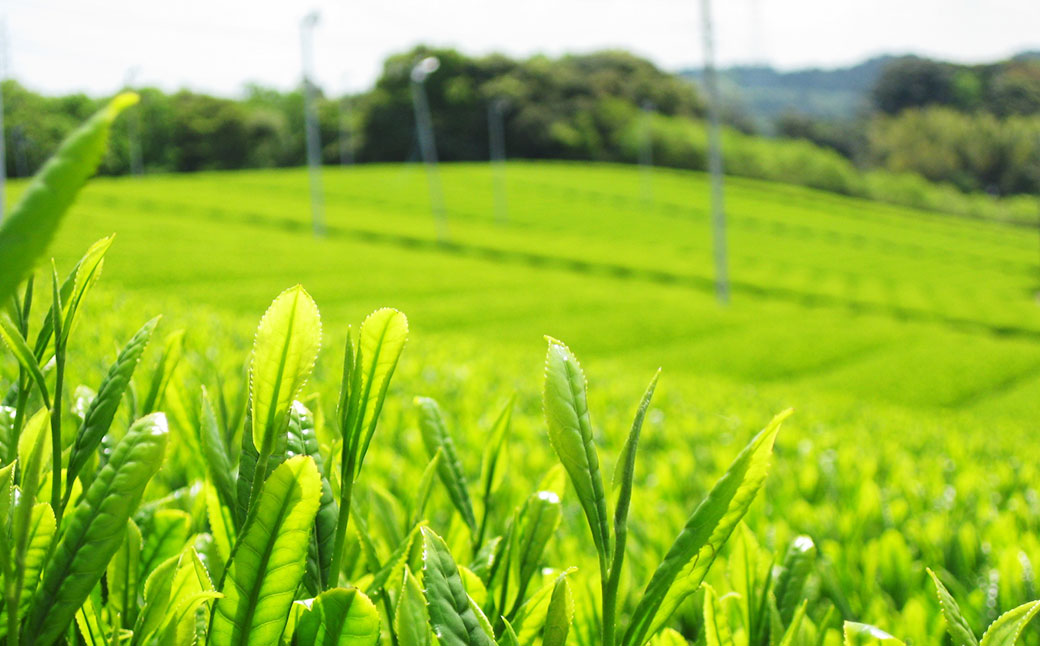 深蒸し茶 1kg（菊川市産）