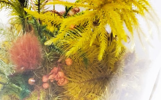 【さとリウム（R）】プリザーブド加工のテラリウム 苔