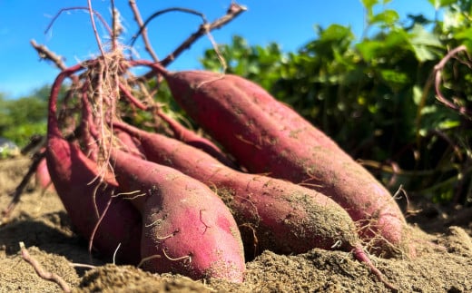 わけありほしいも 紅はるか 4袋セット 合計1.2kg