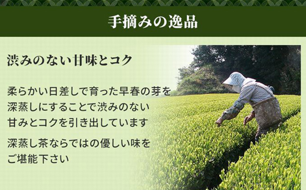 【綾菱缶】学生さん達と考えた深蒸し茶ギフトセット！ 絵柄が選べる200g缶 （200g×2缶 計400g）！ センスが光るオシャレな茶缶セット！ 茶 茶缶 緑茶 深蒸し茶 静岡緑茶 日本茶 贈答