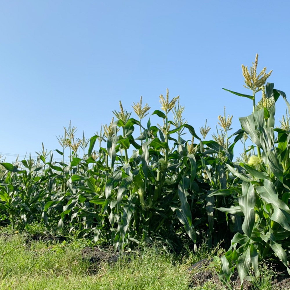 朝どれ とうもろこし 10本～12本 【2024年6月上旬～6月下旬発送予定】 野菜 トウモロコシ もろこし スイートコーン 甘々娘 甘太郎 ドルチェドリーム 旬 旬の野菜 旬の食材 朝採り 朝採れ 新鮮 おやつ おつまみ 静岡