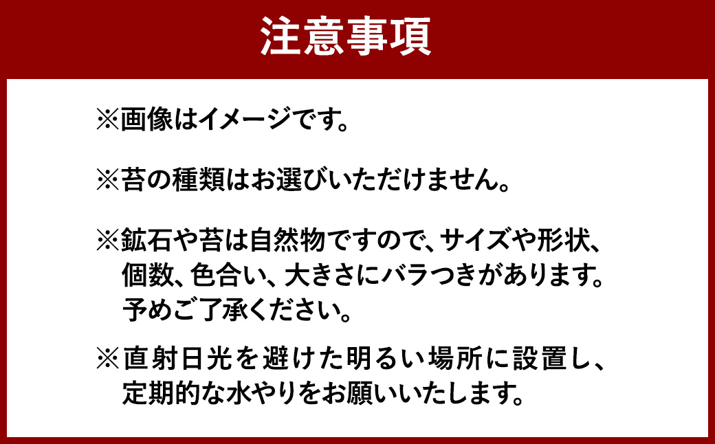 【手づくりキット】 グラスビン 苔テラリウム 【インテリア】 説明書 付き 植物 テラリウム 苔テラリウム 苔 こけ コケ 手作り ハンドメイド セット