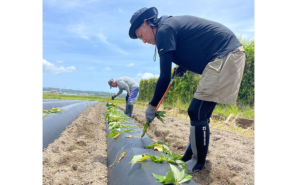 静岡県菊川市 個包装で食べやすい干し芋 （べにはるか 5枚入り×3袋）