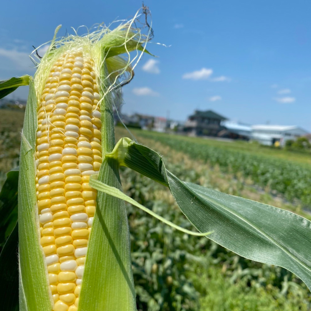 朝どれ とうもろこし 10本～12本 【2024年6月上旬～6月下旬発送予定】 野菜 トウモロコシ もろこし スイートコーン 甘々娘 甘太郎 ドルチェドリーム 旬 旬の野菜 旬の食材 朝採り 朝採れ 新鮮 おやつ おつまみ 静岡