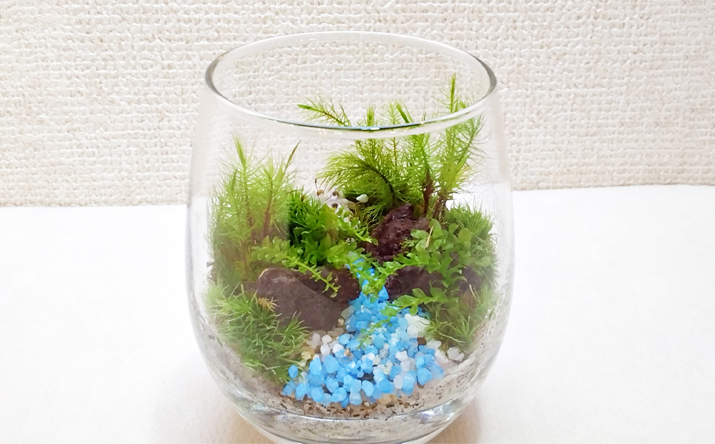 【手づくりキット】 グラスビン 苔テラリウム 【インテリア】 説明書 付き 植物 テラリウム 苔テラリウム 苔 こけ コケ 手作り ハンドメイド セット