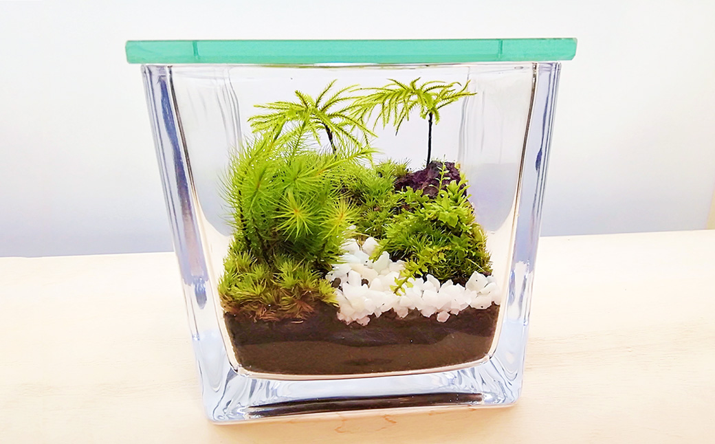 【手づくりキット】 ミニ庭園 苔テラリウム 【インテリア】 説明書 付き 植物 テラリウム 苔テラリウム 苔 こけ コケ 手作り ハンドメイド セット