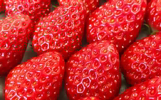 【3回定期便】寒蜜いちご 紅ほっぺ 2パック×3回