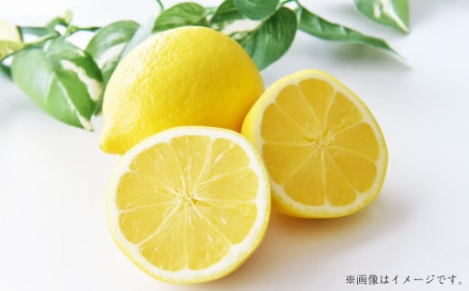 国産レモン 4kg【2026年12月上旬-2027年1月下旬まで順次発送予定】｜ フルーツ 果物 レモン 柑橘 れもん 檸檬 国産 静岡県 菊川市