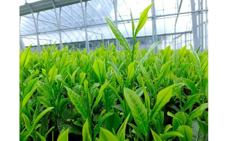 アローマメロンと牧之原茶セット メロン 1玉 果物 フルーツ デザート 牧之原産 深蒸し茶 かぶせ茶 1袋 100g 茶 お茶 のし 熨斗 贈答用 ギフト 小栗農園 牧之原市 静岡県 日本茶 国産 フルーツ 旬 大きい プレゼント 贈り物 旬 定番 果物 くだもの 甘い 上質 めろん 贈答用 プレゼント ギフト 贈り物 お中元 お歳暮 おすすめ 人気 父の日 母の日 贅沢 高級