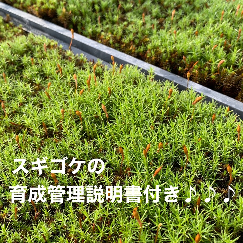 こけ 専門農家 直送 !! スギゴケ の 種 10L 苔 コケ 杉苔 スギゴケ 緑化 園芸 ガーデニング 盆栽 テラリウム 苔玉 観葉植物 自然 エコ DIY 寄せ植え 庭 造園 インテリア グリーン 土壌 床材 壁面緑化 屋上緑化 環境改善 綺麗 タネ たね 緑 植物 和風 苔テラリウム 雑貨 すぎごけ 直送 おすすめ オススメ 自宅用 家庭用 説明書 付き 苔玉 コケノミウラ 牧之原市 静岡県