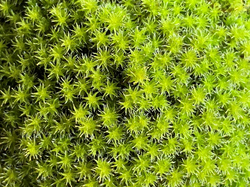 123-11 こけ専門農家直送!!スナゴケ（育苗トレー入り）2枚 エゾスナゴケ えぞすなごけ すなごけ こけ庭 苔庭 コケ庭 庭園 苔玉 コケ玉 インテリア インテリアグリーン 観葉植物 雑貨 装飾品 家庭用 簡単 お手軽 自由研究 綺麗 夏休み かんようしょくぶつ ガーデニング がーでにんぐ 園芸 植物 しょくぶつ コケ作り 苔作り こけ作り 農家直送 産地直送 牧之原市 静岡県 コケノミウラ