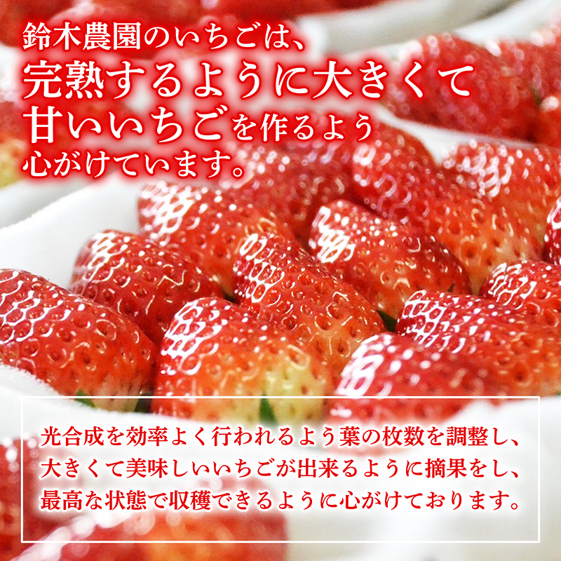 いちご 予約受付 【2026年1月から出荷】 新鮮 国産 鈴木農園の朝摘み 朝どれ きらぴ香 1.6kg 800 g × 2 パック 1.6kg