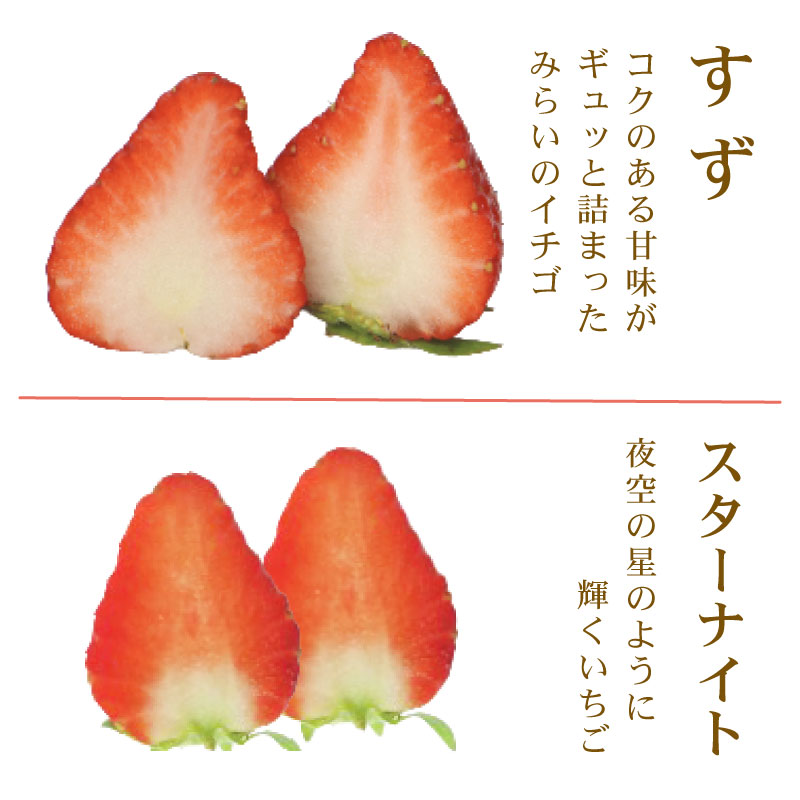 【先行予約 】ベリーポップすず＆スターナイト 500g いちご 食べ比べ ギフト 産地直送 朝採り スイーツ フルーツ 果物 大粒 完熟  イチゴ 苺 ストロベリー ベリー 新鮮 国産 2パック デザー おいしい 贈り物 果物 ストロベリー 甘い 朝摘み おやつ 完熟 直送 ギフト 贈答用 贈答 ギフト ビタミン ベリー 産地直送 国産 おすすめ 静岡 県 牧之原 市 極美屋 KIWAMIYA