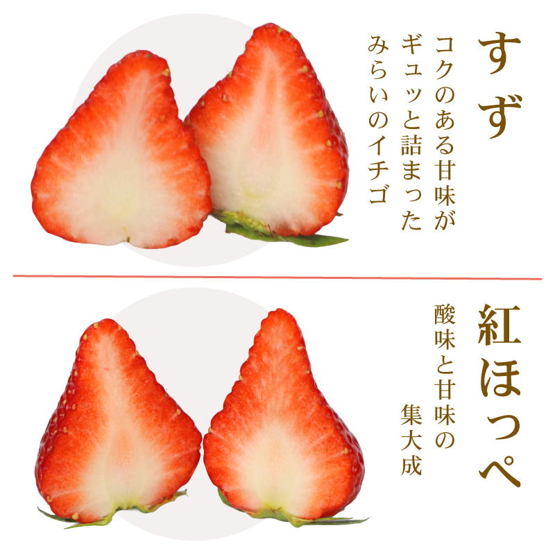 ＜選べる内容量＞ 高級 冷凍 いちご ベリーポップすず & 紅ほっぺ MIX 1000g 1kg 小分け ギフト 朝採り スイーツ フルーツ フローズン 氷 果物 上品 大粒 完熟 イチゴ 苺 ストロベリー ベリー 新鮮 国産 2袋 デザート おいしい 贈り物 果物 ストロベリー 甘い 朝摘み おやつ 完熟 直送 ギフト 贈答用 産地直送 国産 おすすめ 静岡 県 牧之原 市 極実屋 KIWAMIYA 1000g