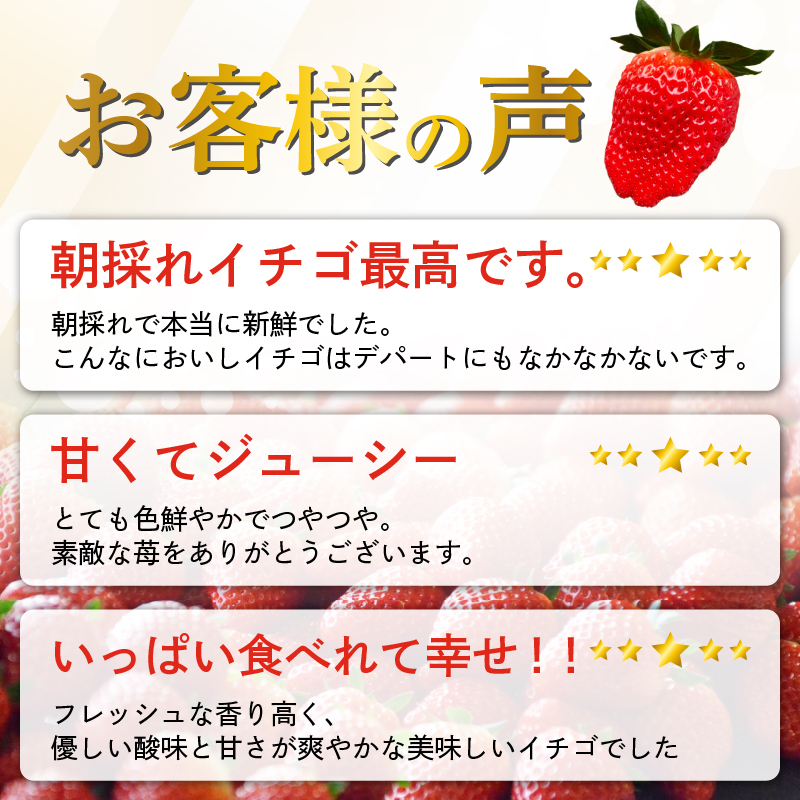 いちご 予約受付 【2026年1月から出荷】 新鮮 国産 鈴木農園の朝摘み 朝どれ きらぴ香 1.6kg 800 g × 2 パック 1.6kg